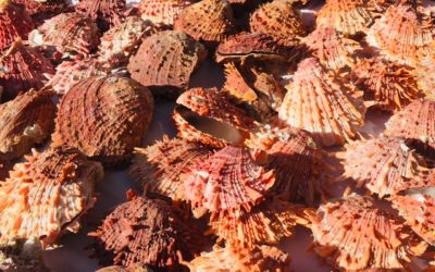 Les « Spiny Oysters » de l’état de Basse-Californie, Mexique